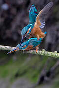 Common Kingfisher