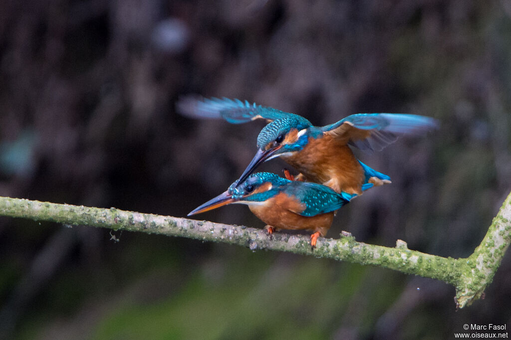 Common Kingfisheradult, mating.