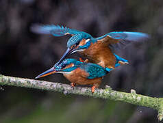 Common Kingfisher