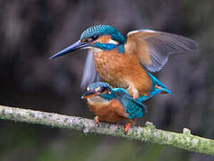 Common Kingfisher