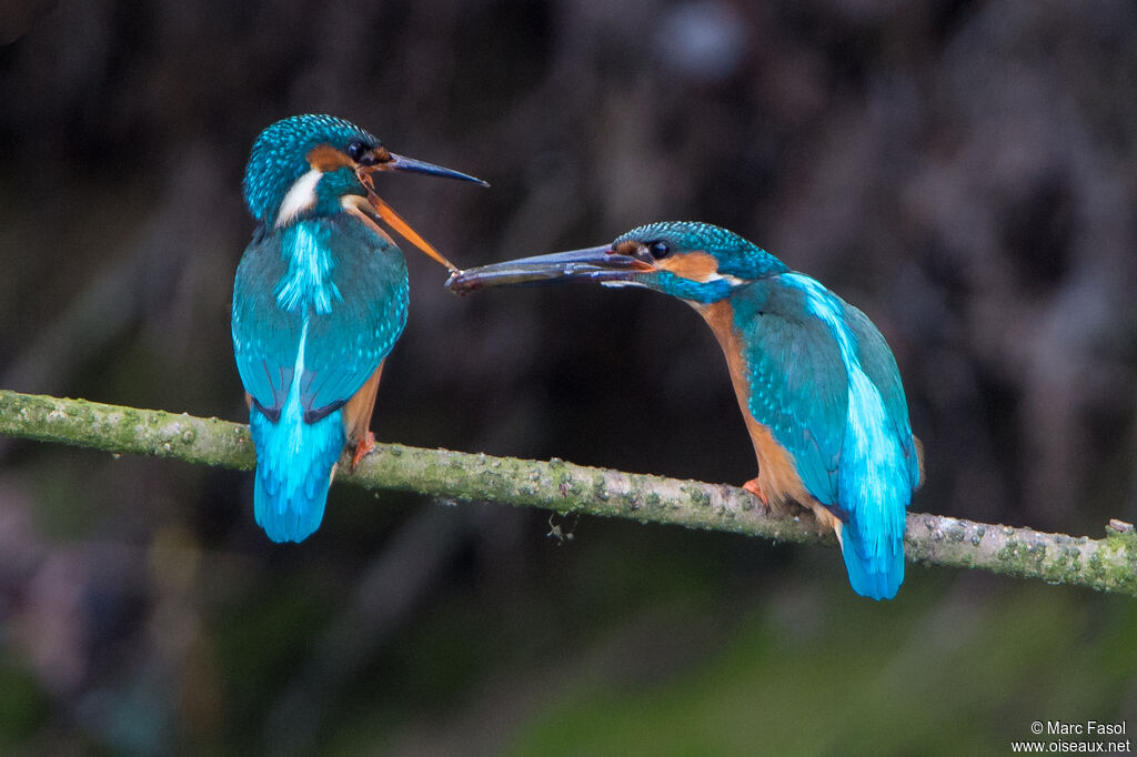 Common Kingfisheradult breeding, feeding habits, courting display