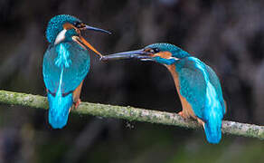 Common Kingfisher