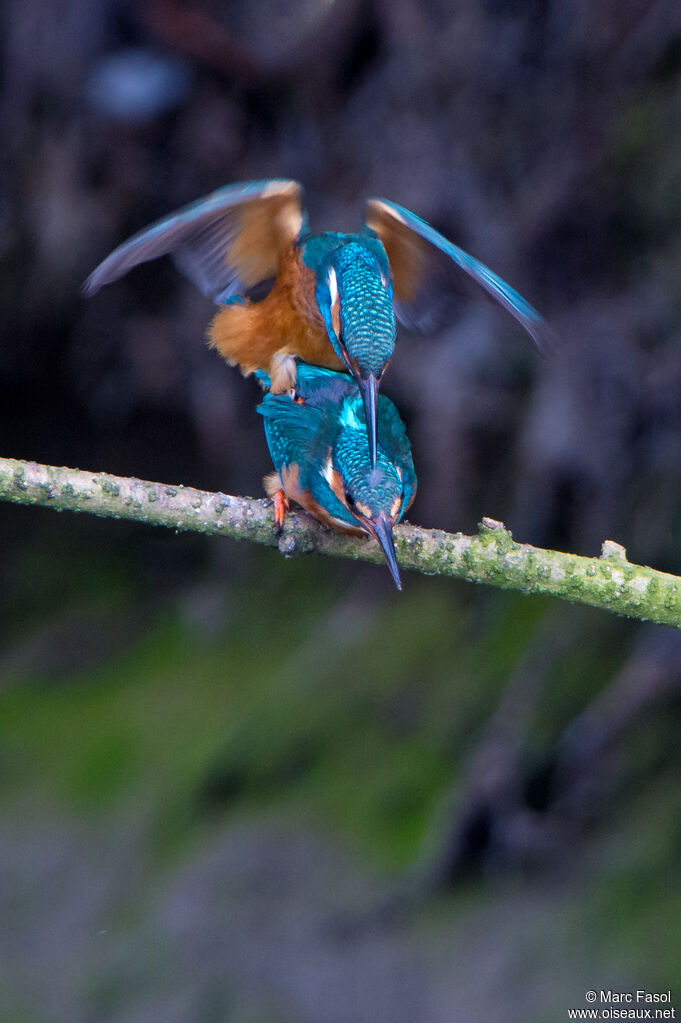 Common Kingfisheradult breeding, mating.