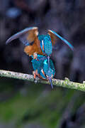 Common Kingfisher