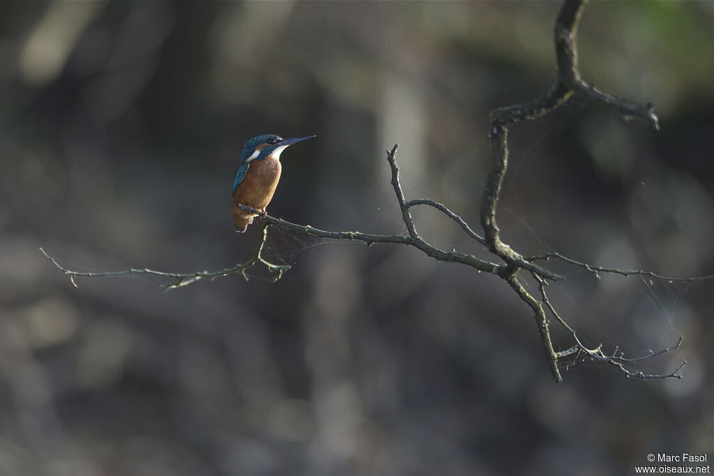 Common Kingfisher male adult post breeding, identification, Behaviour