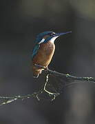 Common Kingfisher