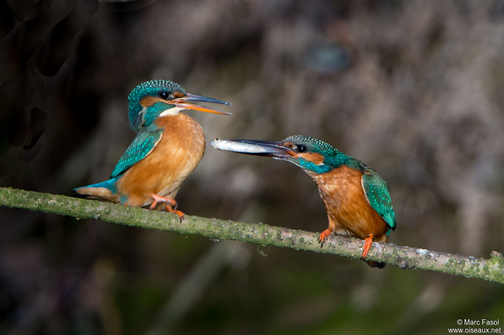 Common Kingfisheradult breeding, courting display