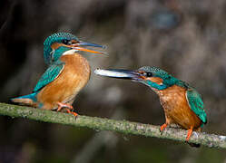 Common Kingfisher