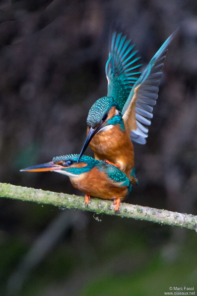 Common Kingfisheradult breeding, mating.