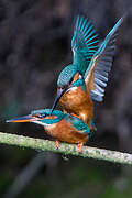 Common Kingfisher