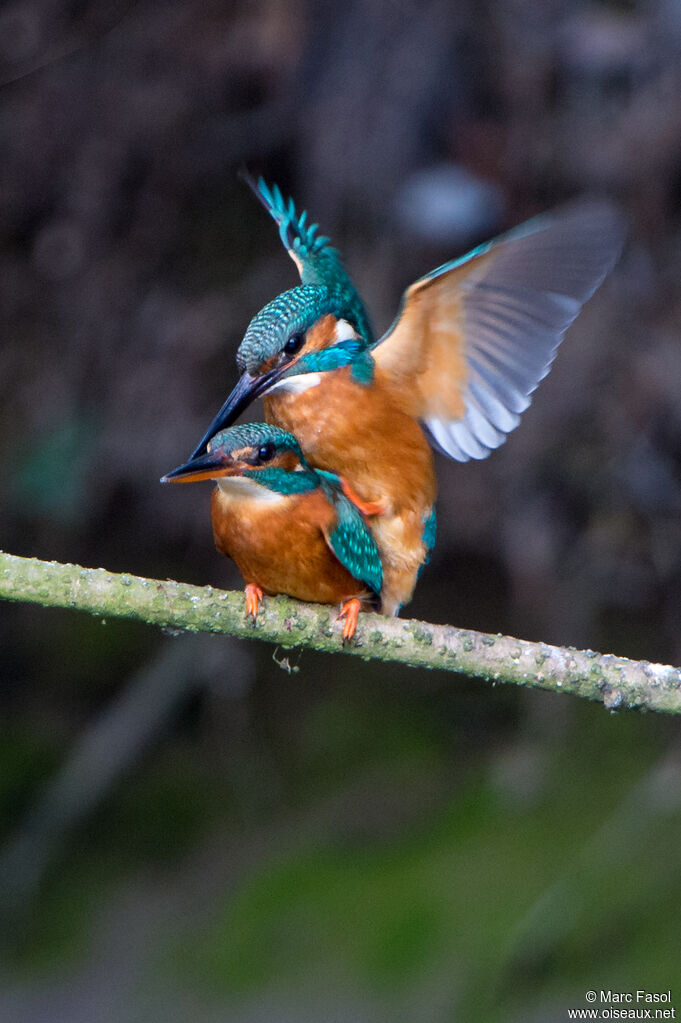 Common Kingfisheradult breeding, mating.