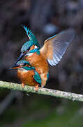 Common Kingfisher