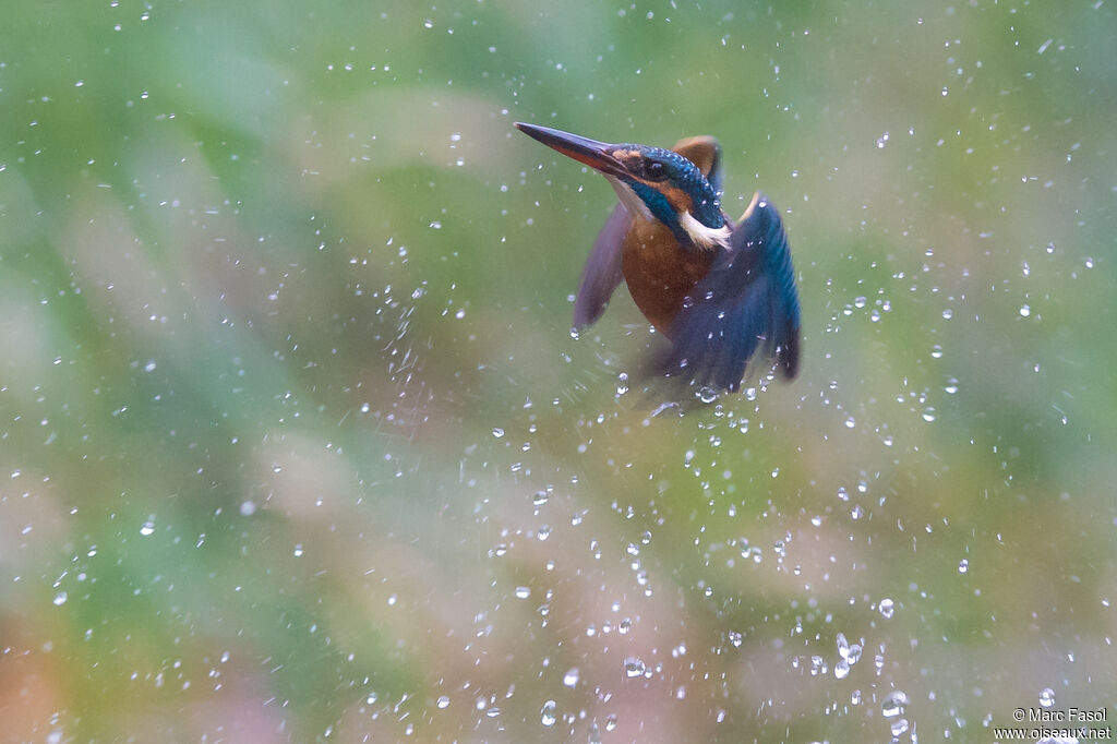 Common Kingfisher female adult, identification, fishing/hunting