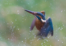 Common Kingfisher