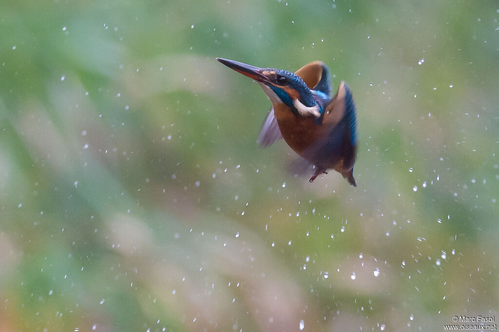 Common Kingfisher female adult, Flight, fishing/hunting