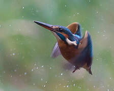 Common Kingfisher