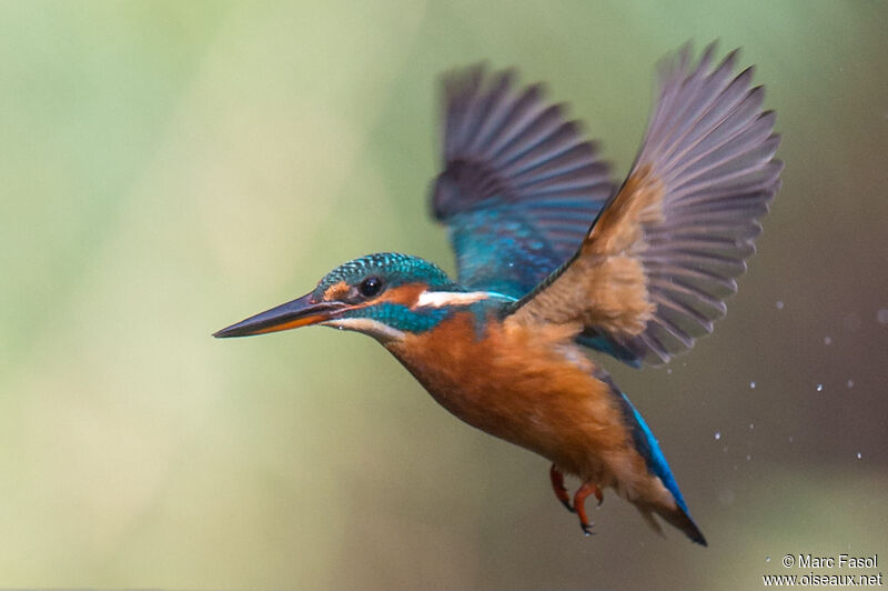 Common Kingfisher female adult post breeding, Flight