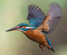 Common Kingfisher