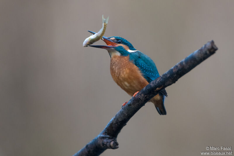 Common Kingfisher female adult, identification, feeding habits, eats