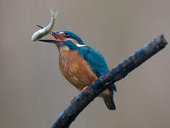 Common Kingfisher