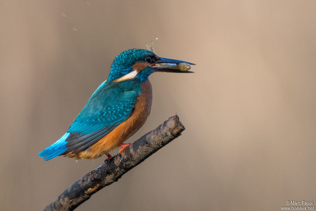 Common Kingfisher male adult, identification