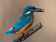 Common Kingfisher