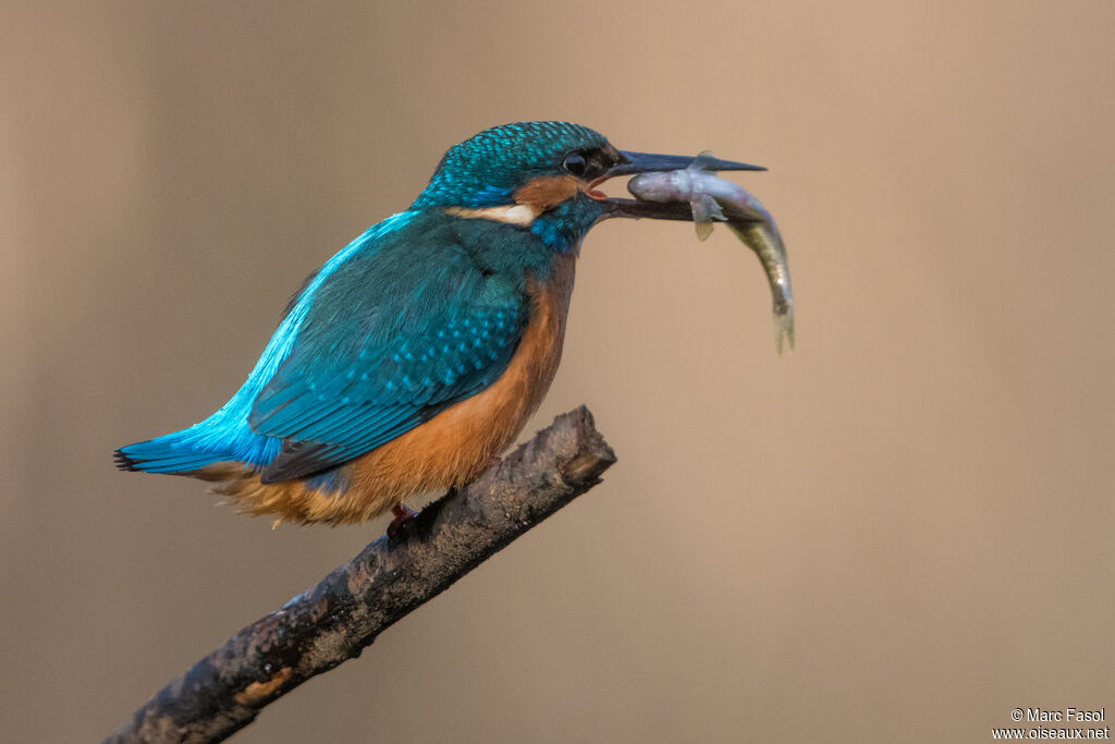 Common Kingfisher male adult, identification, feeding habits, eats