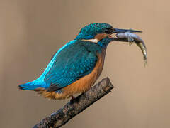 Common Kingfisher