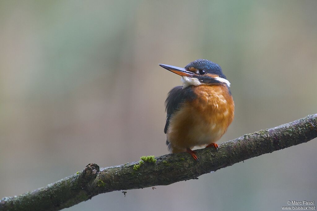 Martin-pêcheur d'Europe femelle, identification