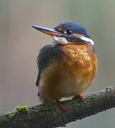 Common Kingfisher