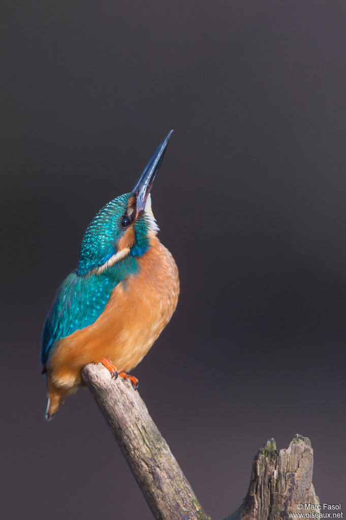 Martin-pêcheur d'Europe mâle adulte, identification