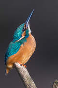 Common Kingfisher