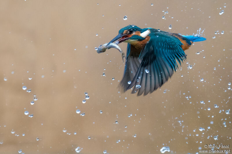 Common Kingfisher male adult, Flight, feeding habits, fishing/hunting