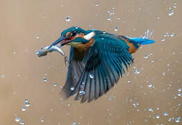 Common Kingfisher