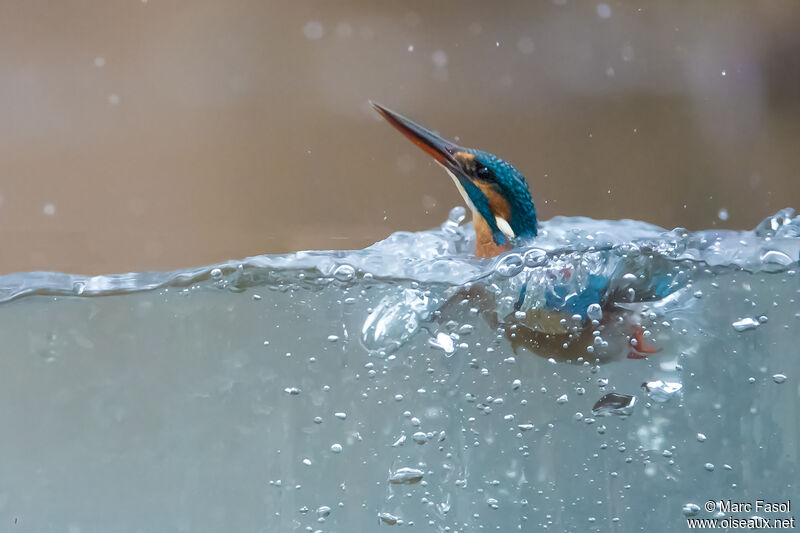 Common Kingfisher female adult post breeding, identification, swimming, fishing/hunting