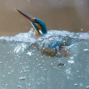 Common Kingfisher