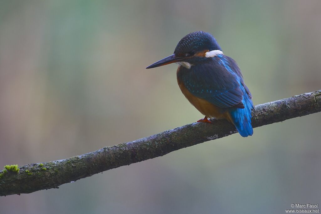 Martin-pêcheur d'Europe femelle, identification