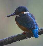 Common Kingfisher