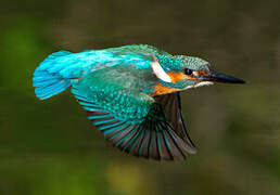 Common Kingfisher