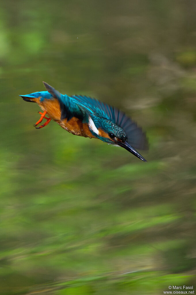 Common Kingfisher male adult, Flight