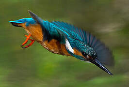 Common Kingfisher