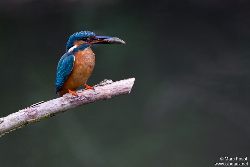 Common Kingfisher male adult breeding, identification, feeding habits, fishing/hunting
