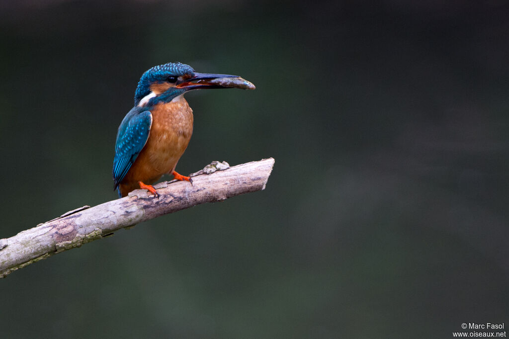 Martin-pêcheur d'Europe mâle adulte nuptial, identification, régime, pêche/chasse