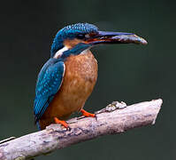 Common Kingfisher