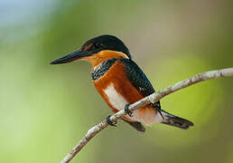 American Pygmy Kingfisher