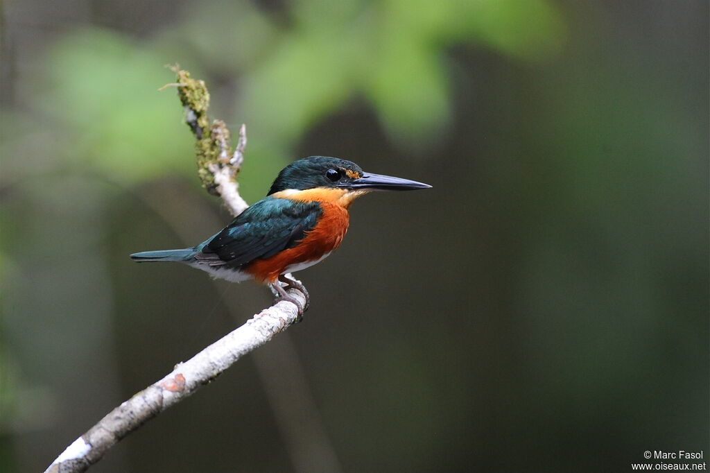 American Pygmy Kingfisher male adult, identification