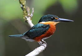 American Pygmy Kingfisher