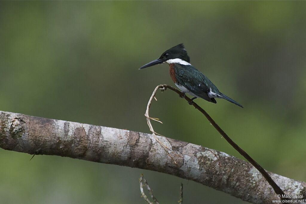 Green Kingfisher female adult, identification