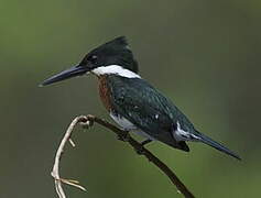 Green Kingfisher