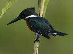 Green Kingfisher